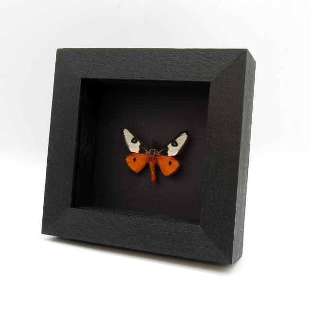 Rare red Electra Buckmoth framed taxidermy - Hemileuca electra mojavensis