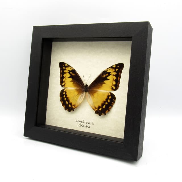 Rare female Morpho butterfly framed taxidermy - Morpho cypris