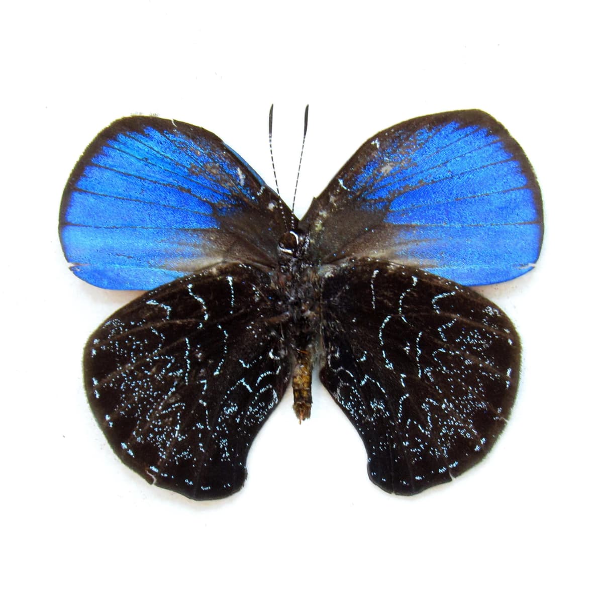 Rare blue Metalmark butterfly framed taxidermy - Micandra platyptera