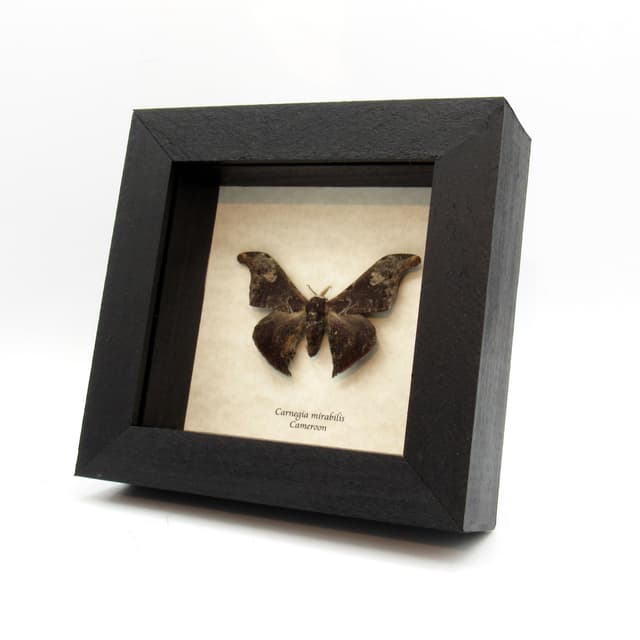 Real Saturn moth framed taxidermy - Carnegia mirabilis