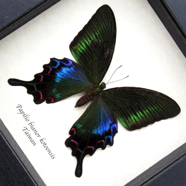 Rare black Peacock butterfly framed taxidermy - Papilio bianor kotoensis - female