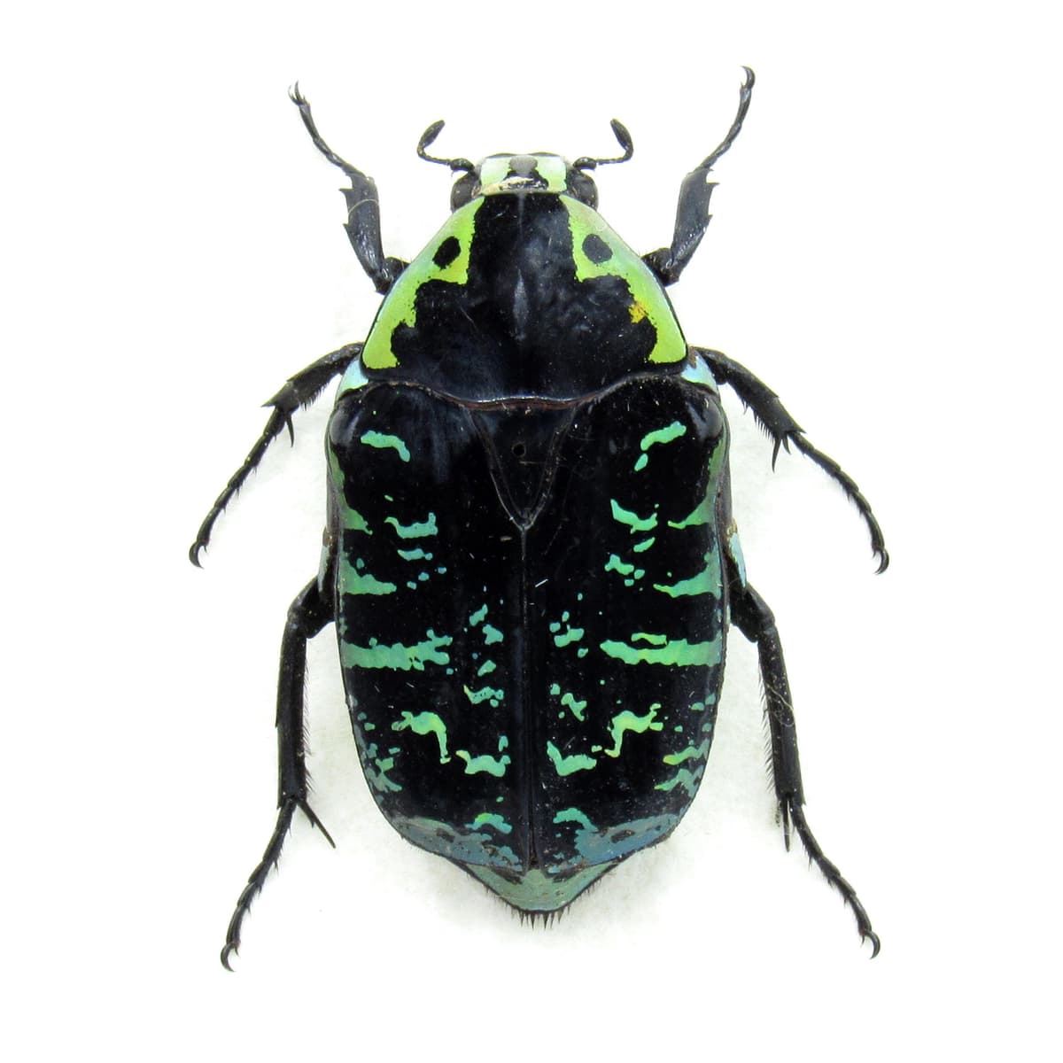 Real African Blue Scarab beetle framed taxidermy - Euchroea urania
