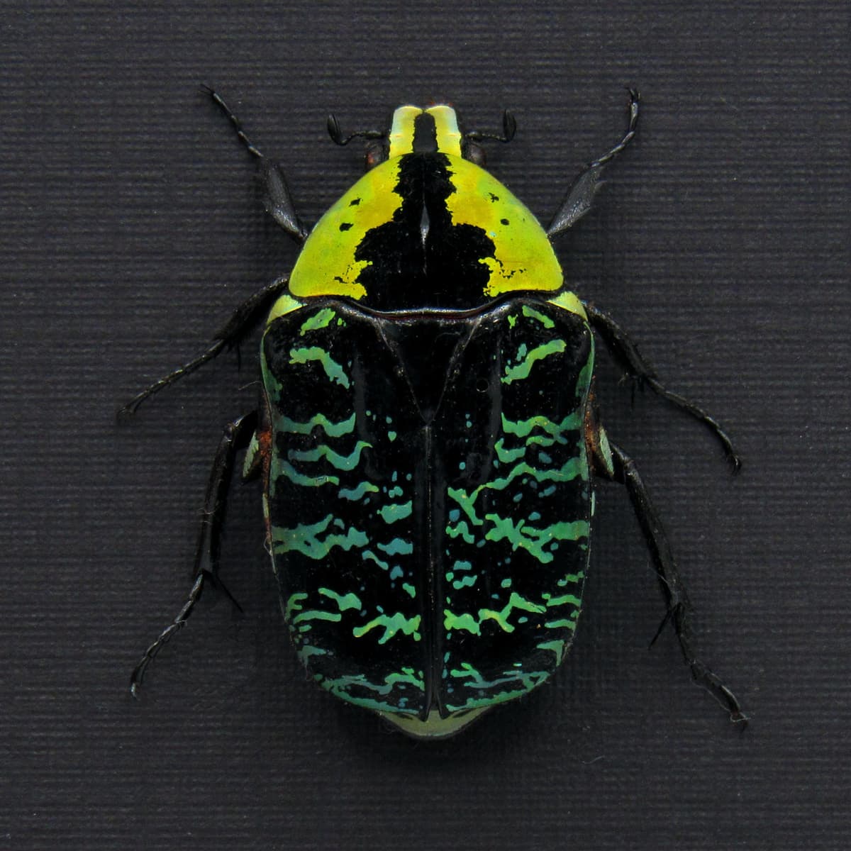Real green African Scarab beetle framed taxidermy - Euchroea urania