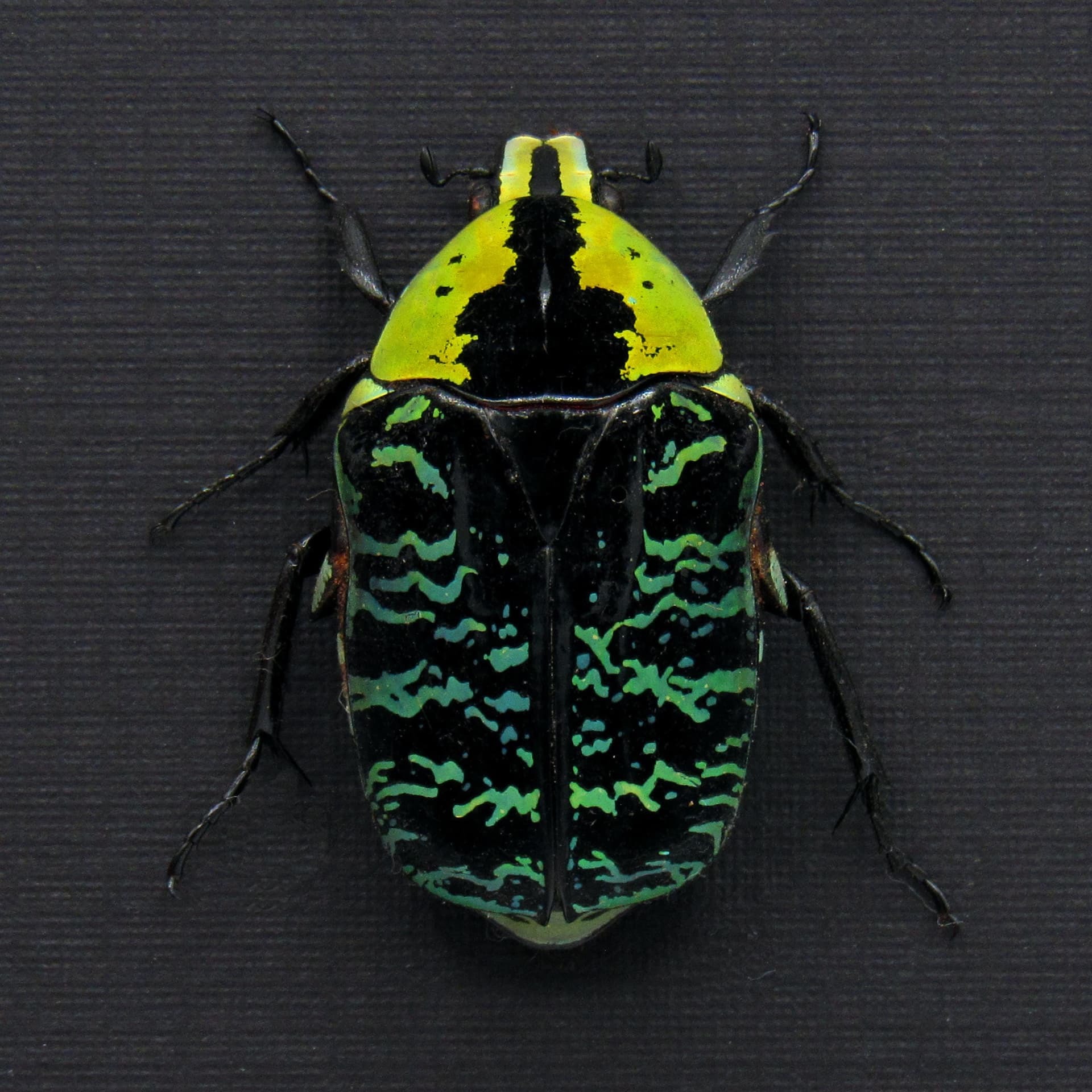 Real green African Scarab beetle framed taxidermy - Euchroea urania