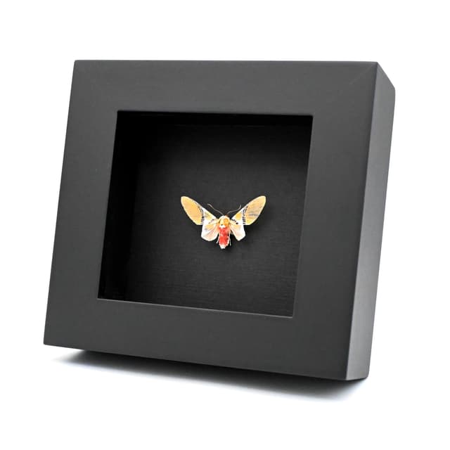 Rare Tiger Moth framed taxidermy - Idalus quadratus