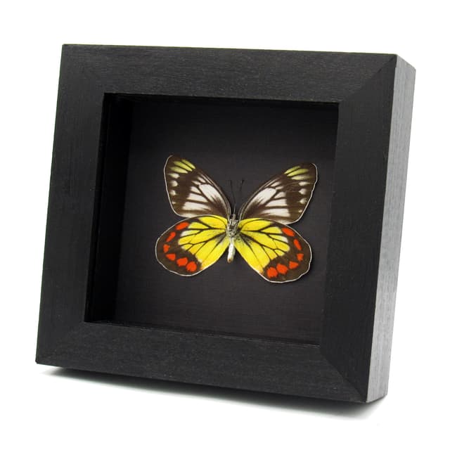 Rare Delias butterfly framed taxidermy - Delias rosenbergi - female
