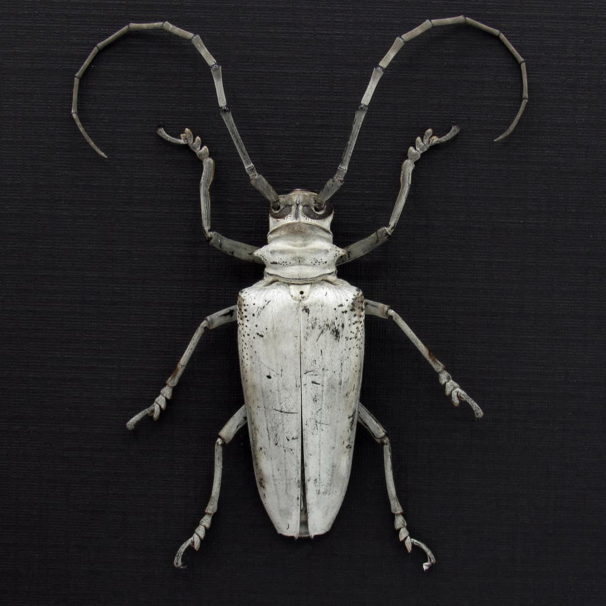 Rare giant white Longhorn beetle framed taxidermy - Rosenbergia papuana