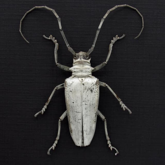 Rare giant white Longhorn beetle framed taxidermy - Rosenbergia papuana
