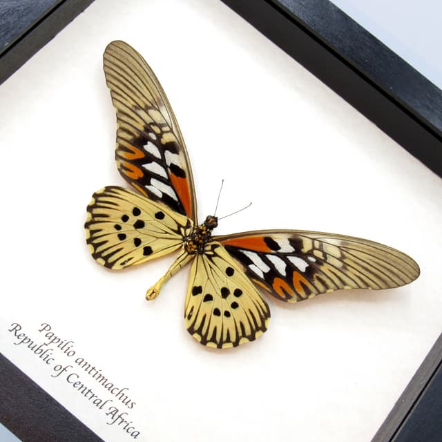 Real GIANT swallowtail framed taxidermy - Papilio antimachus - 7.1 inch wingspan