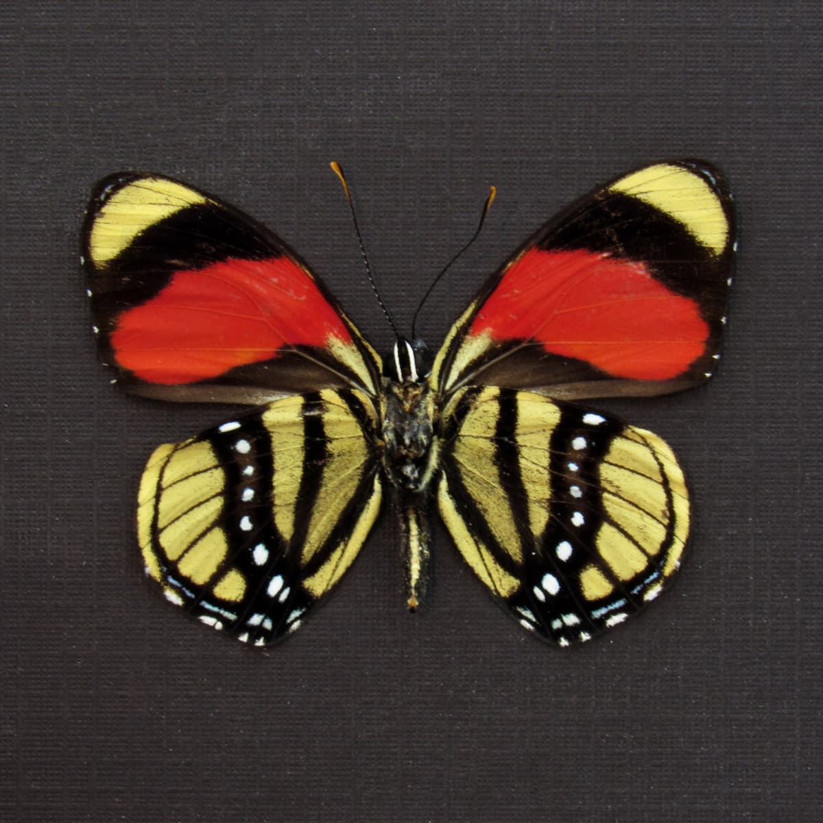 Real red framed taxidermy butterfly - Callicore cajetani