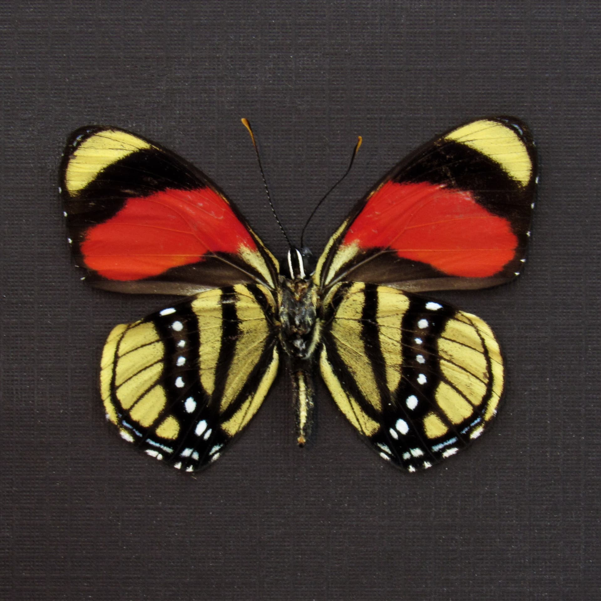 Real red framed taxidermy butterfly - Callicore cajetani