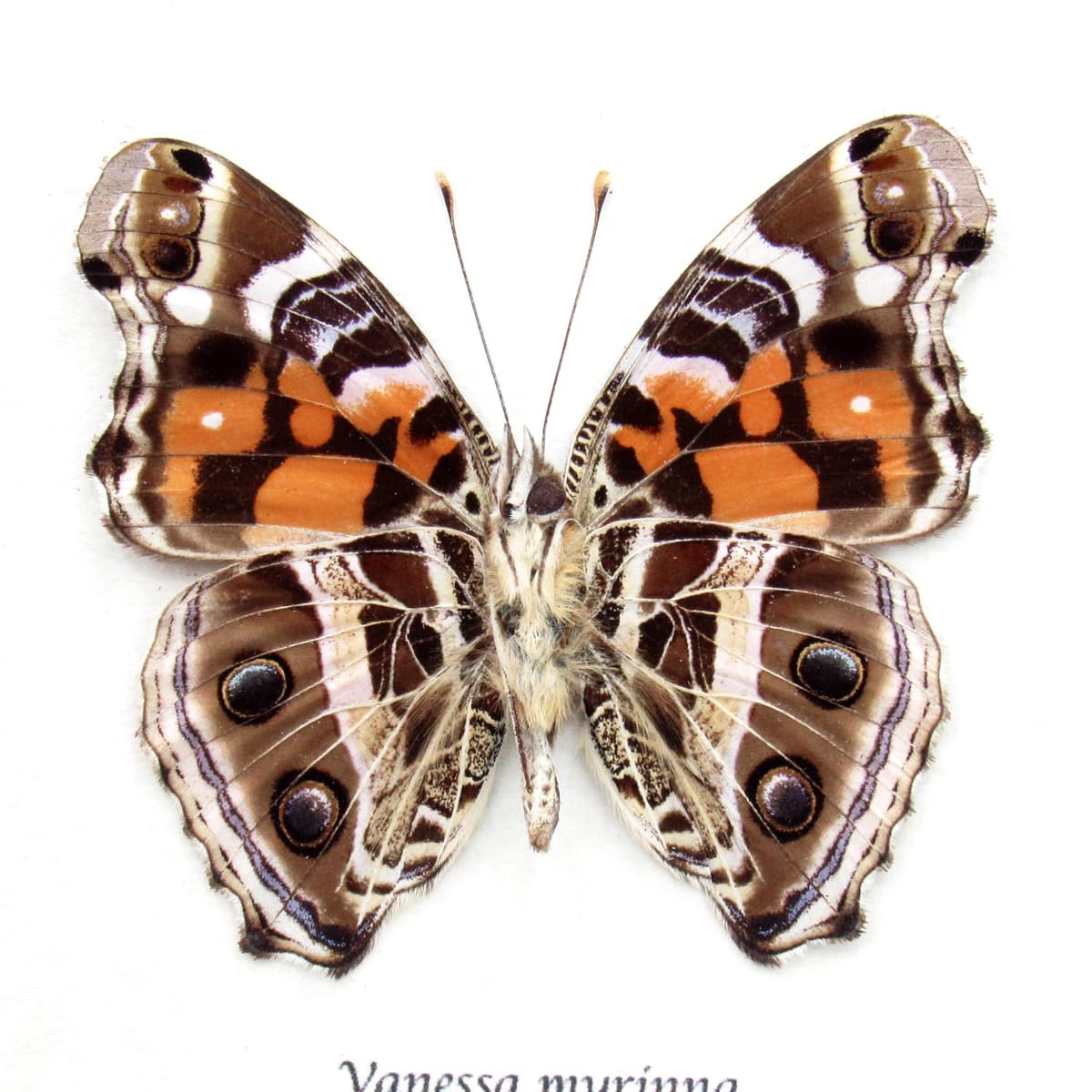 Real Vivid Painted Lady butterfly framed taxidermy - Vanessa myrinna