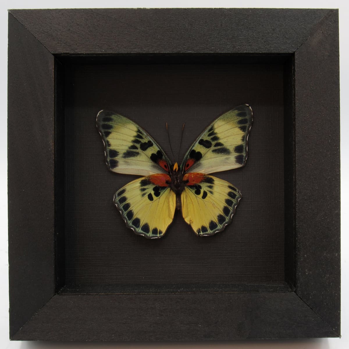 Real butterfly framed taxidermy - Euphaedra adonina