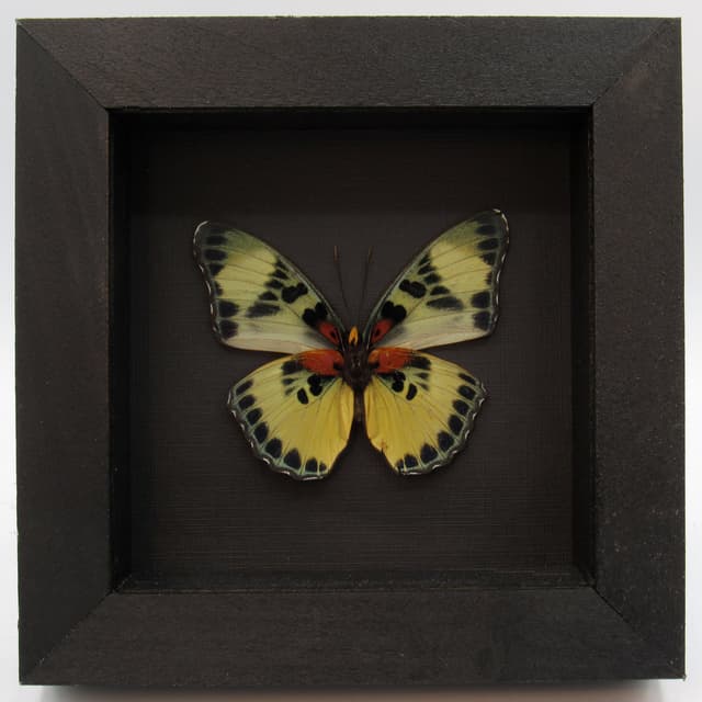 Real butterfly framed taxidermy - Euphaedra adonina