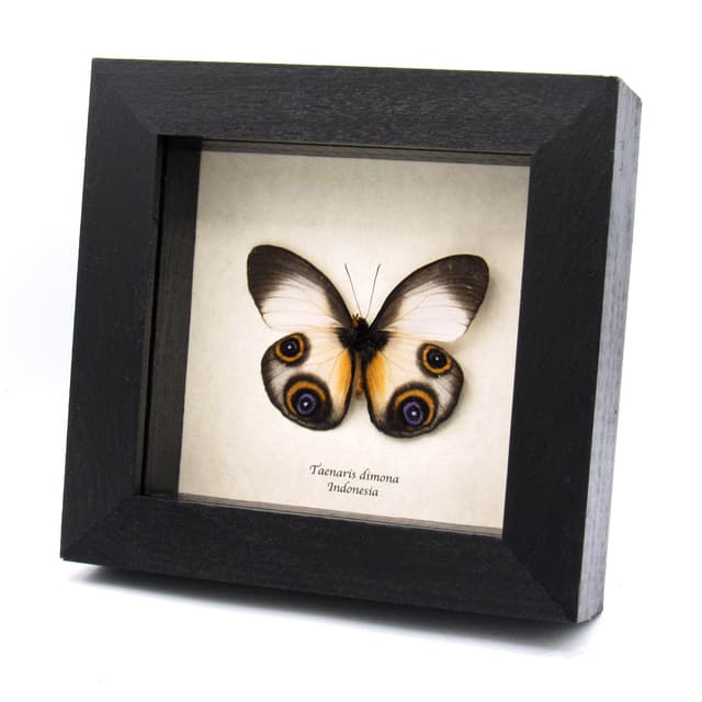 Rare Owl butterfly framed specimen - Taenaris dimona
