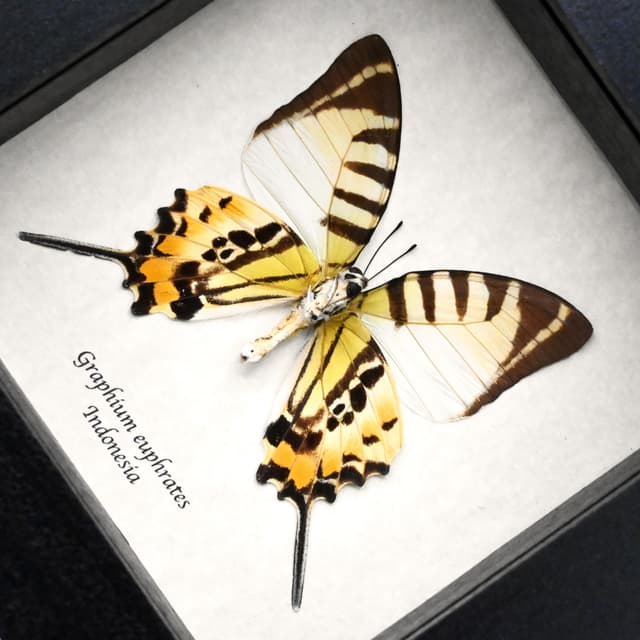 Real Euphrates Swordtail butterfly framed taxidermy - Graphium euphrates