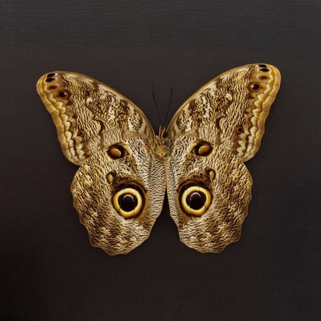 Giant Owl butterfly framed taxidermy - Caligo brasiliensis - female