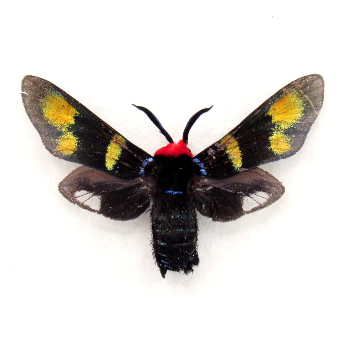 Rare metallic Zygaenid moth framed specimen - Callizygaena ada