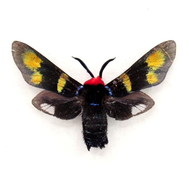 Rare metallic Zygaenid moth framed specimen - Callizygaena ada