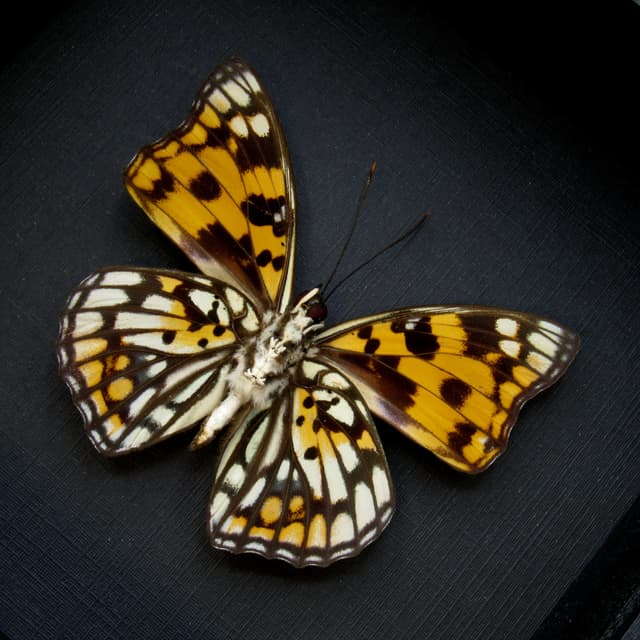 Real framed taxidermy stained glass butterfly - Sephisa princeps
