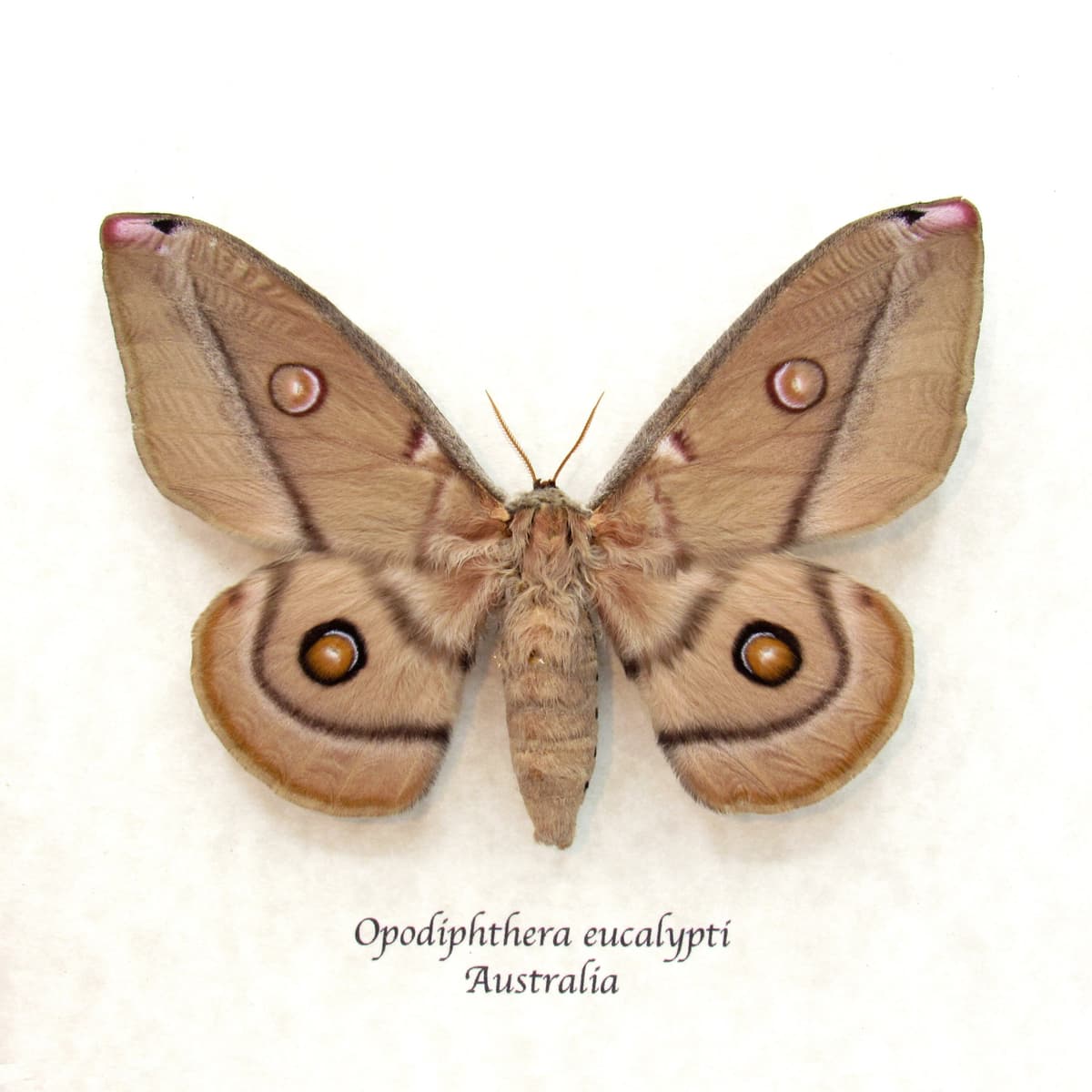 Rare Australian Emperor Gum moth framed taxidermy - Opodiphthera eucalypti - female
