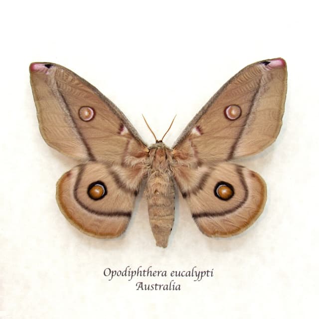 Rare Australian Emperor Gum moth framed taxidermy - Opodiphthera eucalypti - female