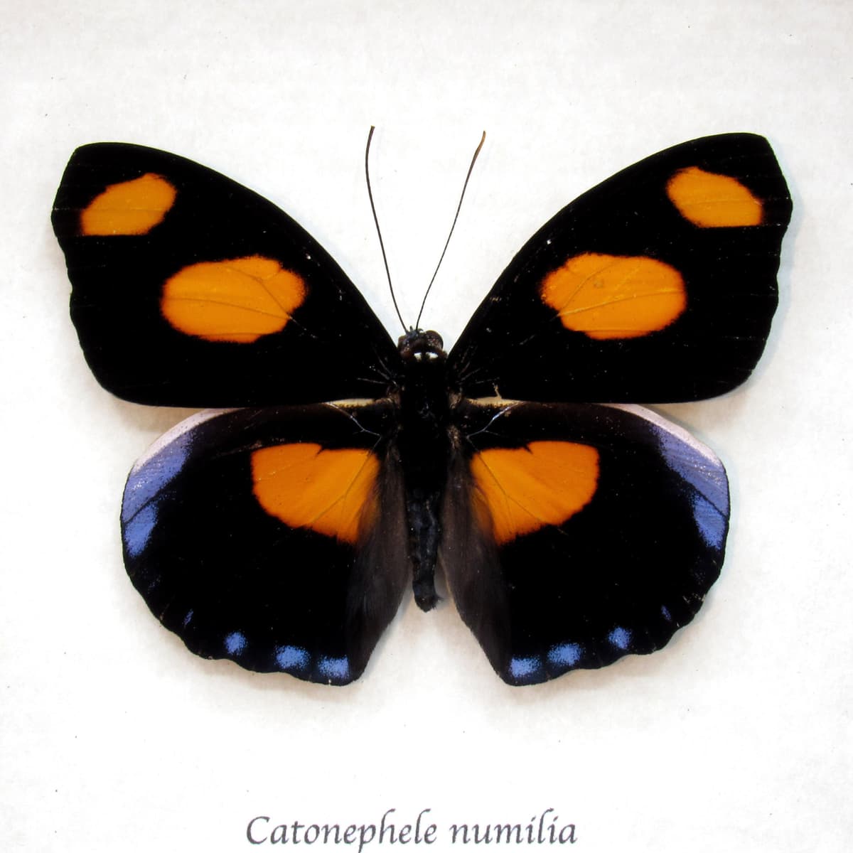 Real purple butterfly framed taxidermy - Catonephele numilia