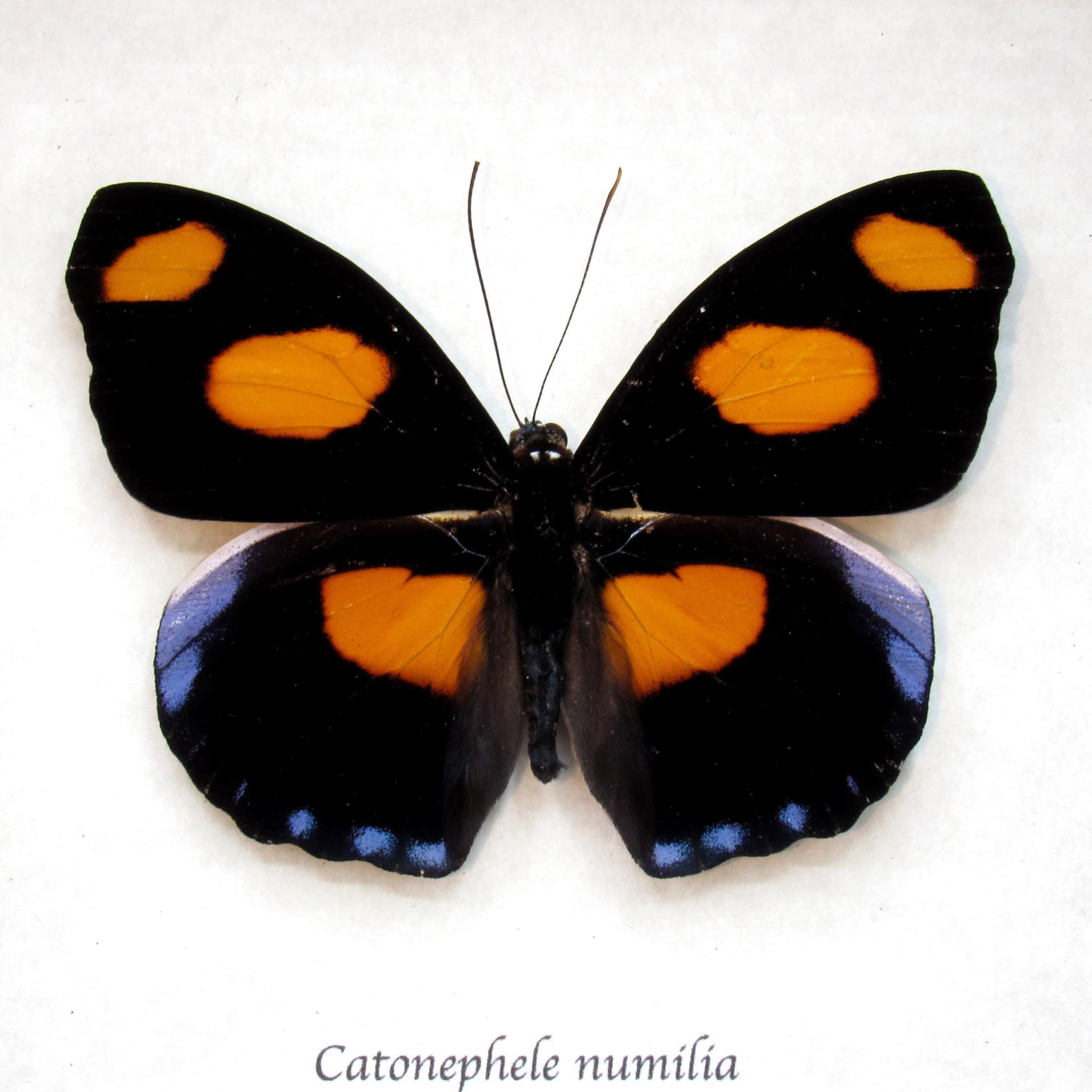 Real purple butterfly framed taxidermy - Catonephele numilia