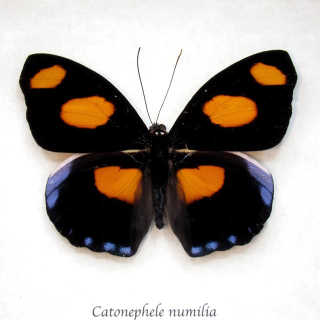 Real purple butterfly framed taxidermy - Catonephele numilia