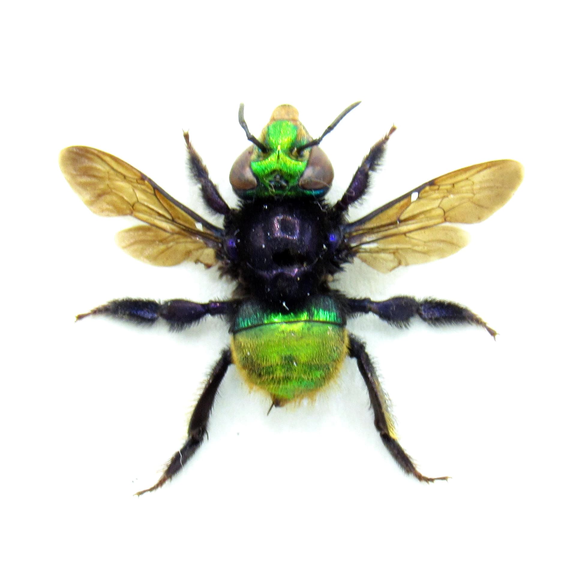Rare XL green metallic Orchid Bee framed taxidermy - Euglossa species