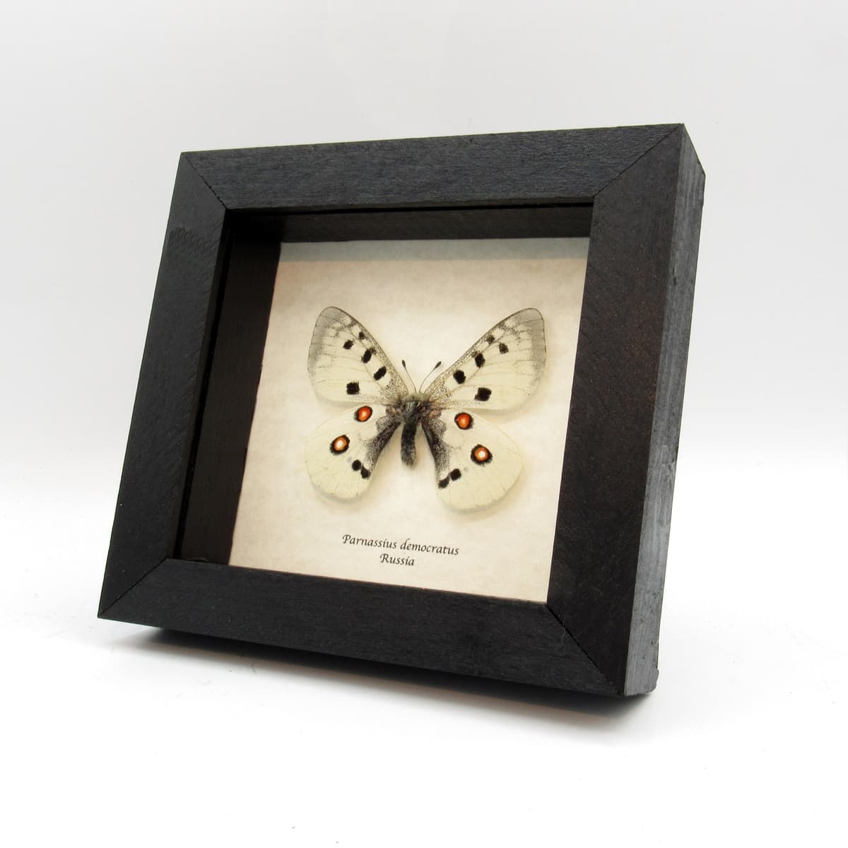 Real white Mountain Apollo butterfly framed taxidermy - Parnassius democratus