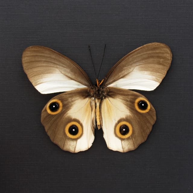 Real Silky Owl butterfly framed taxidermy - Taenaris catops