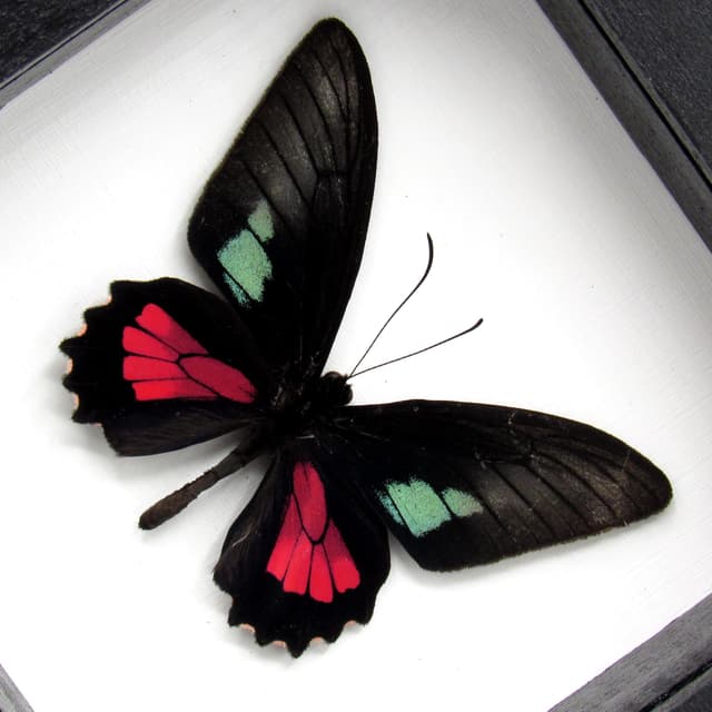 Real red butterfly framed taxidermy - Parides zacyinthus