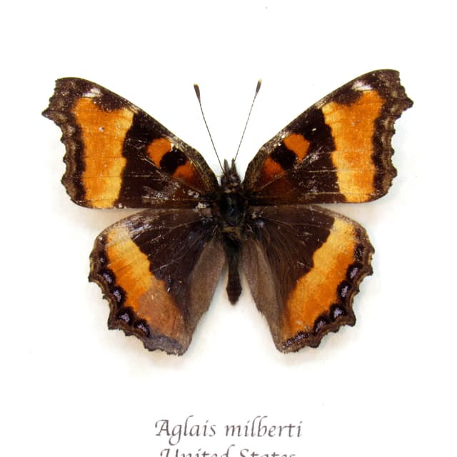 Real Milbert's Tortoiseshell butterfly framed taxidermy - Aglais milberti