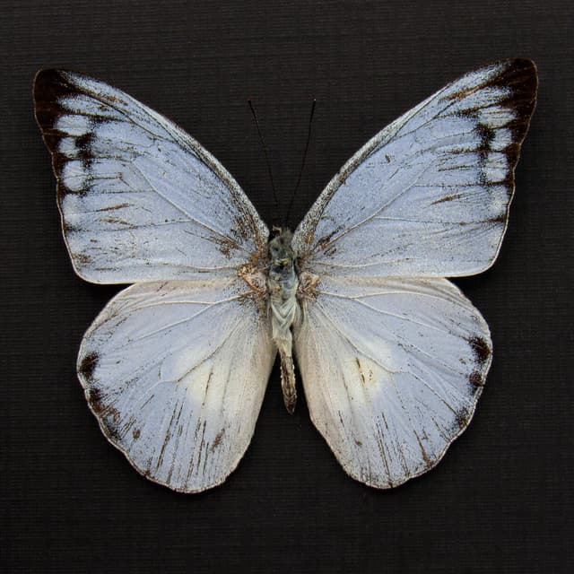 Real Blue Albatross butterfly framed taxidermy - Appias celestina