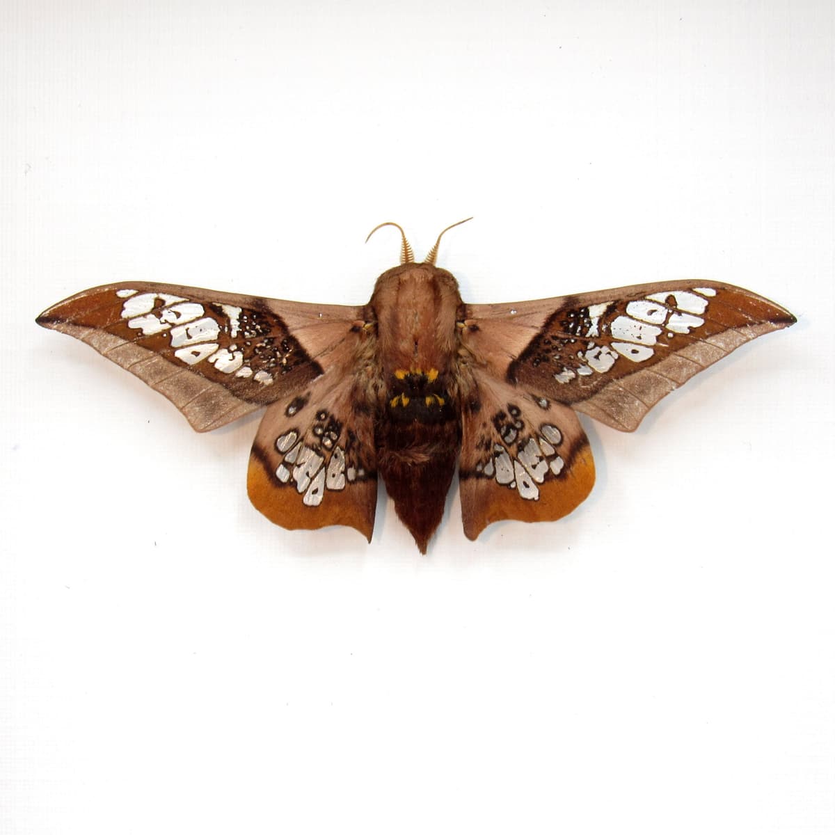 Rare Clear Wing Saturn moth framed taxidermy - Neocarnegia basirei - Victorian mount