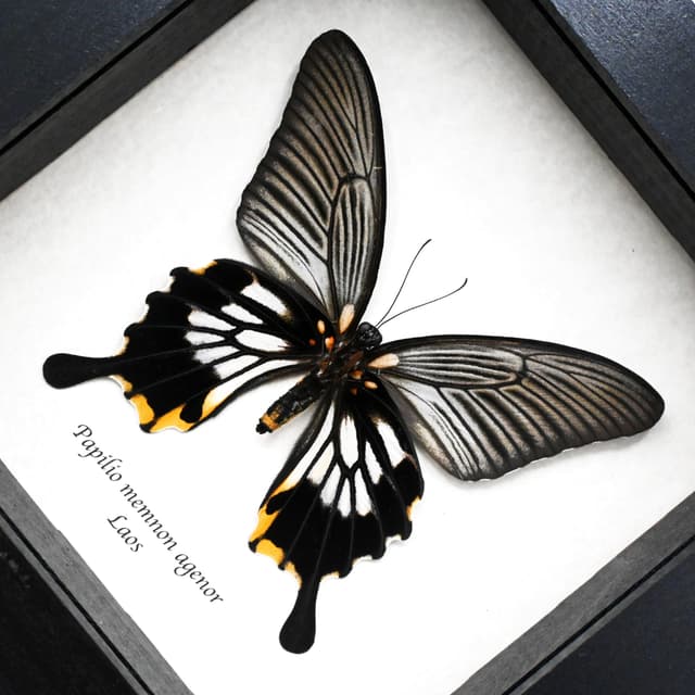 Real yellow Great Mormon butterfly framed taxidermy - Papilio memnon agenor - female