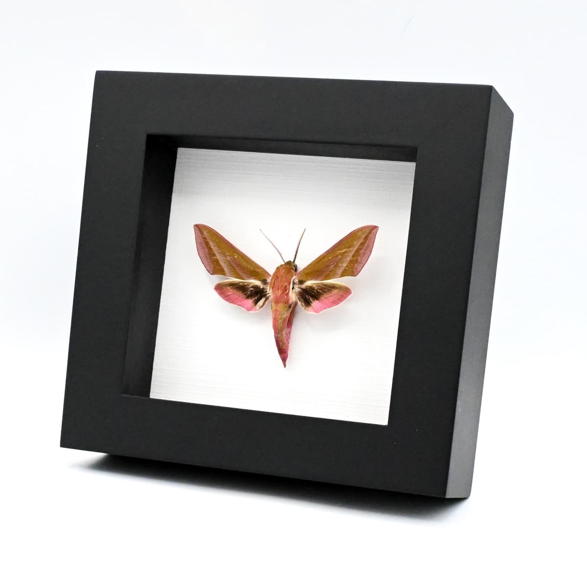 Real pink Elephant Hawk moth framed taxidermy - Deilephilia elpenor