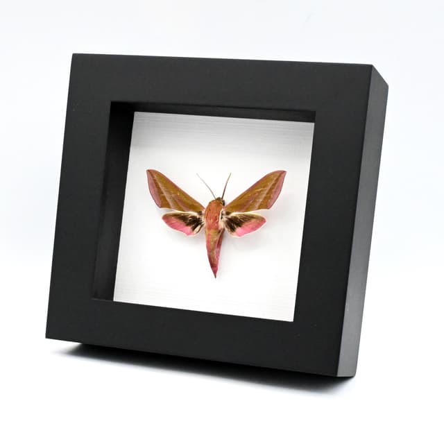 Real pink Elephant Hawk moth framed taxidermy - Deilephilia elpenor