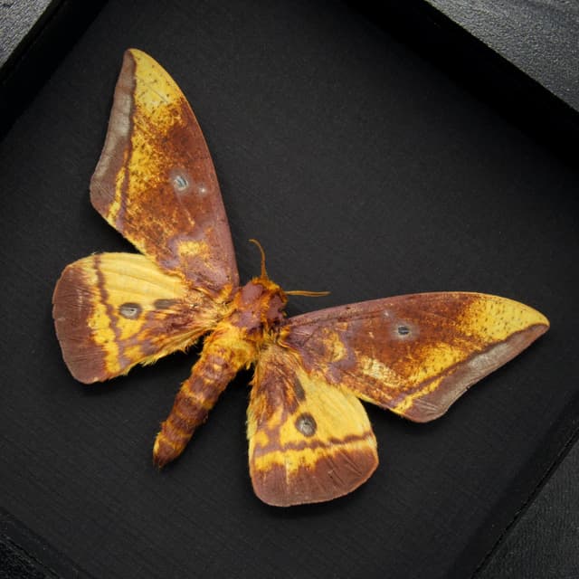 Rare Saturn moth framed taxidermy - Eacles callopteris