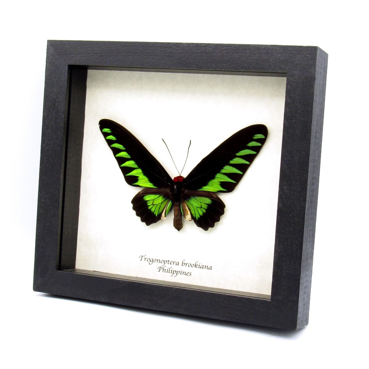 Real XL green Birdwing butterfly framed taxidermy - Trogonoptera brookiana