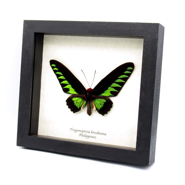 Real XL green Birdwing butterfly framed taxidermy - Trogonoptera brookiana