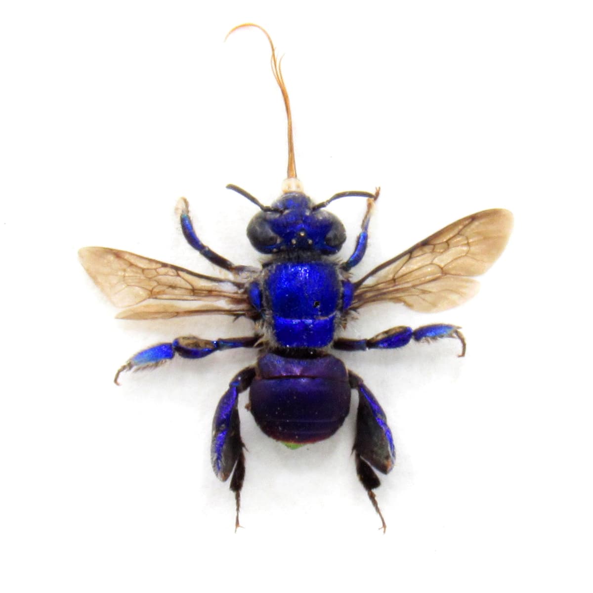 Rare purple Orchid Bee framed taxidermy - Euglossa species - extended proboscis