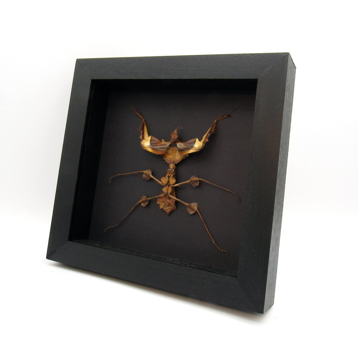 Real Devils Flower Mantis framed taxidermy - Idolomantis diabolica - XL nymph