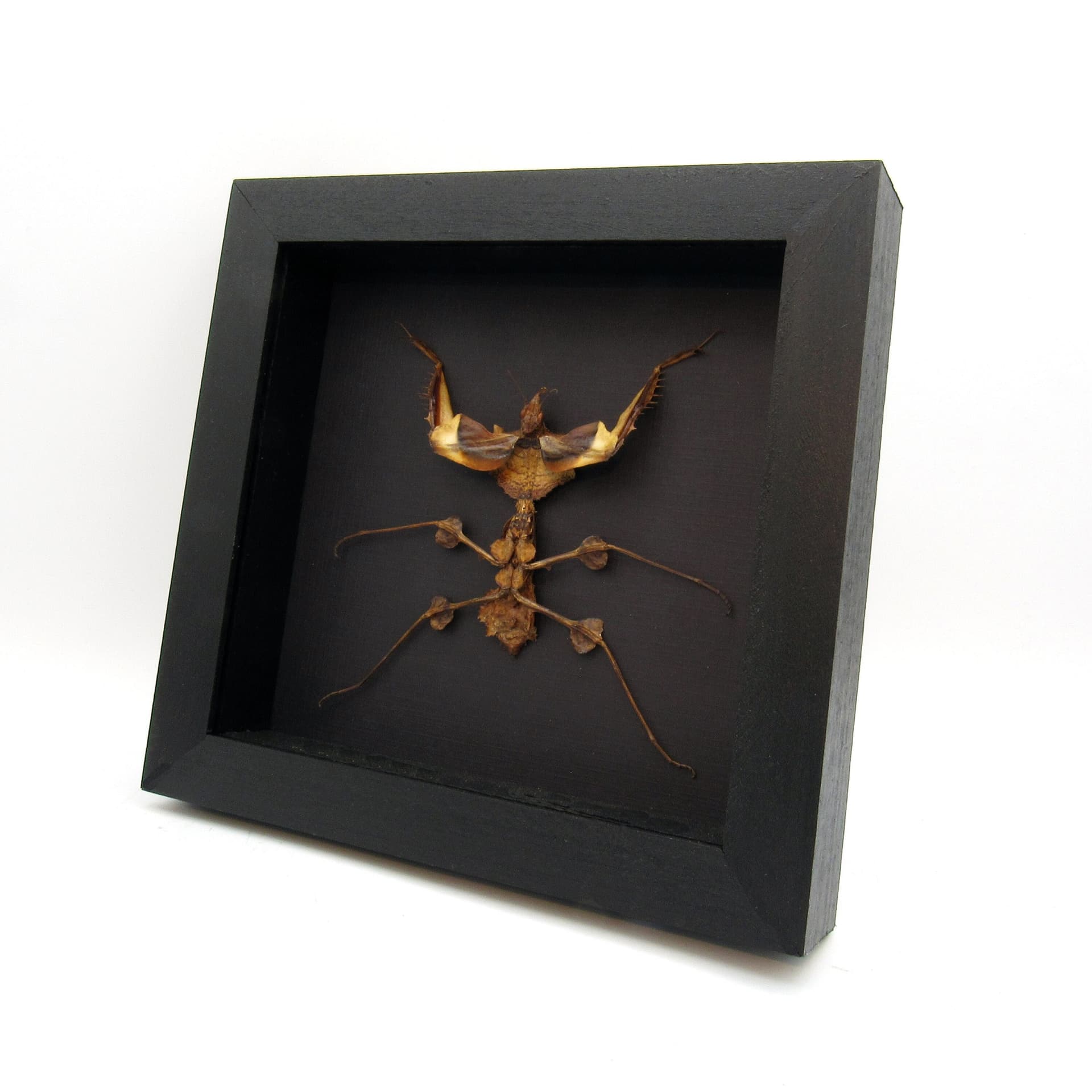 Real Devils Flower Mantis framed taxidermy - Idolomantis diabolica - XL nymph
