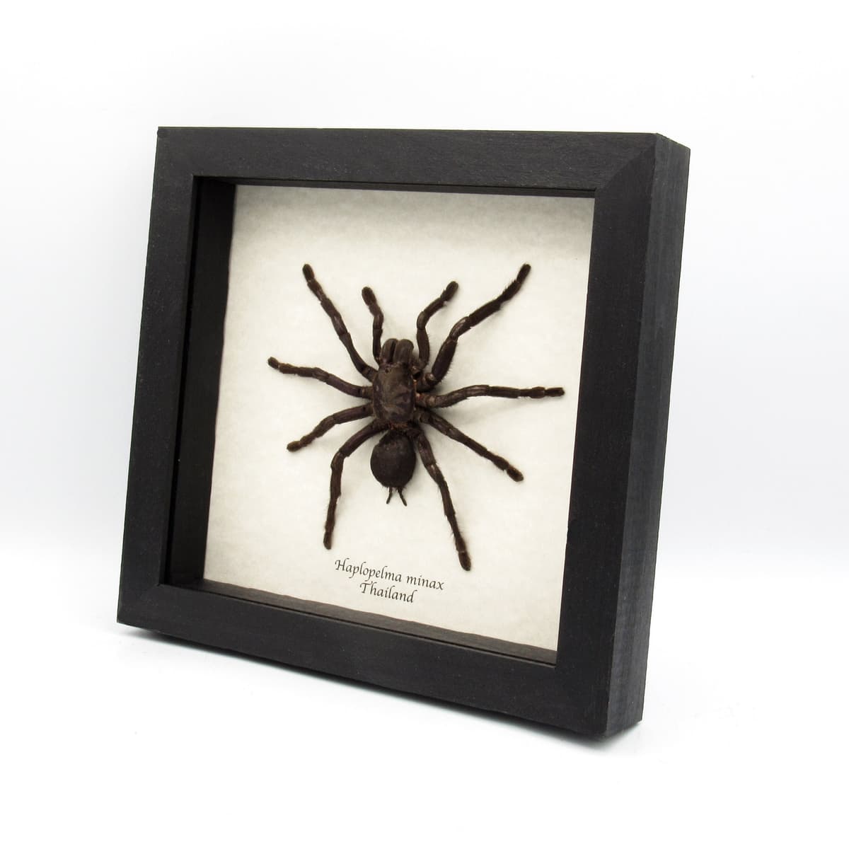 Real Zebra Leg Tarantula framed taxidermy - Haplopelma minax - large