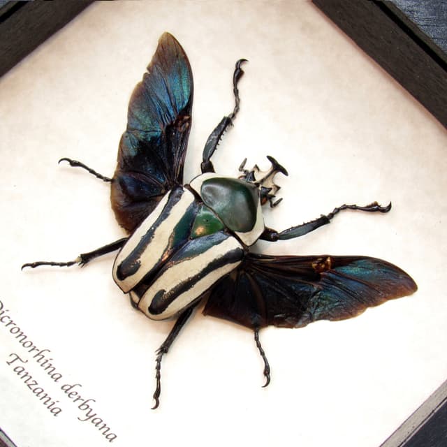 Real green Scarab beetle framed taxidermy - Dicronorhina derbyana
