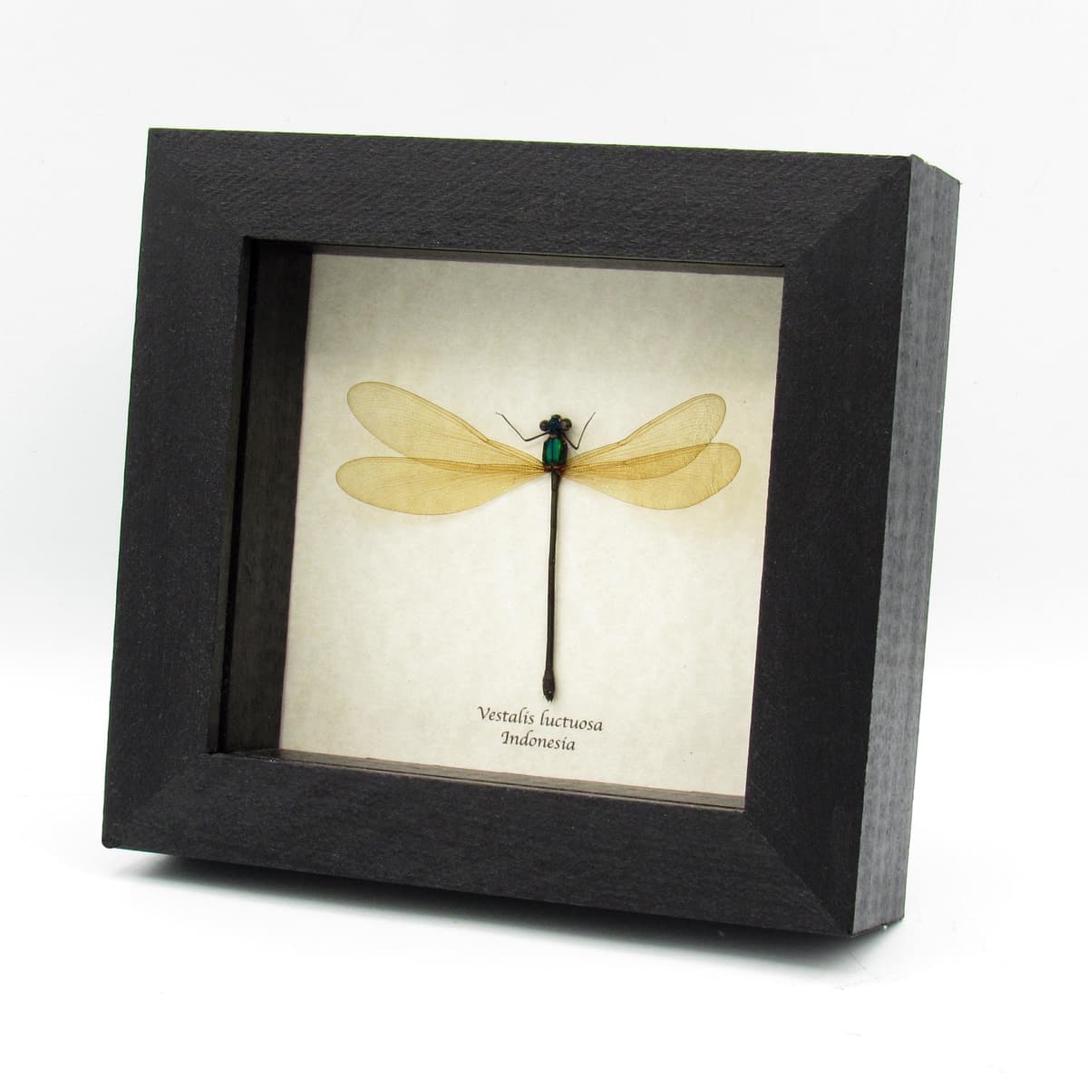 Real large green Dragonfly framed taxidermy - Vestalis luctuosa - female