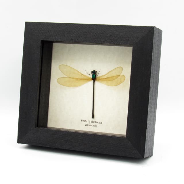 Real large green Dragonfly framed taxidermy - Vestalis luctuosa - female