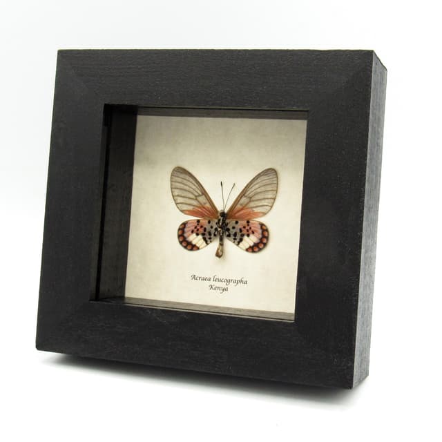 Real pink African Glasswing butterfly framed specimen - Acraea leucographa